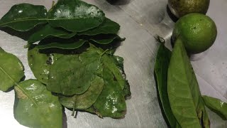 Download Lagu sore-sore rebus jamu MP3