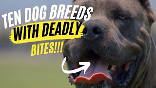 10 DOG BREEDS WITH DEADLY BITES