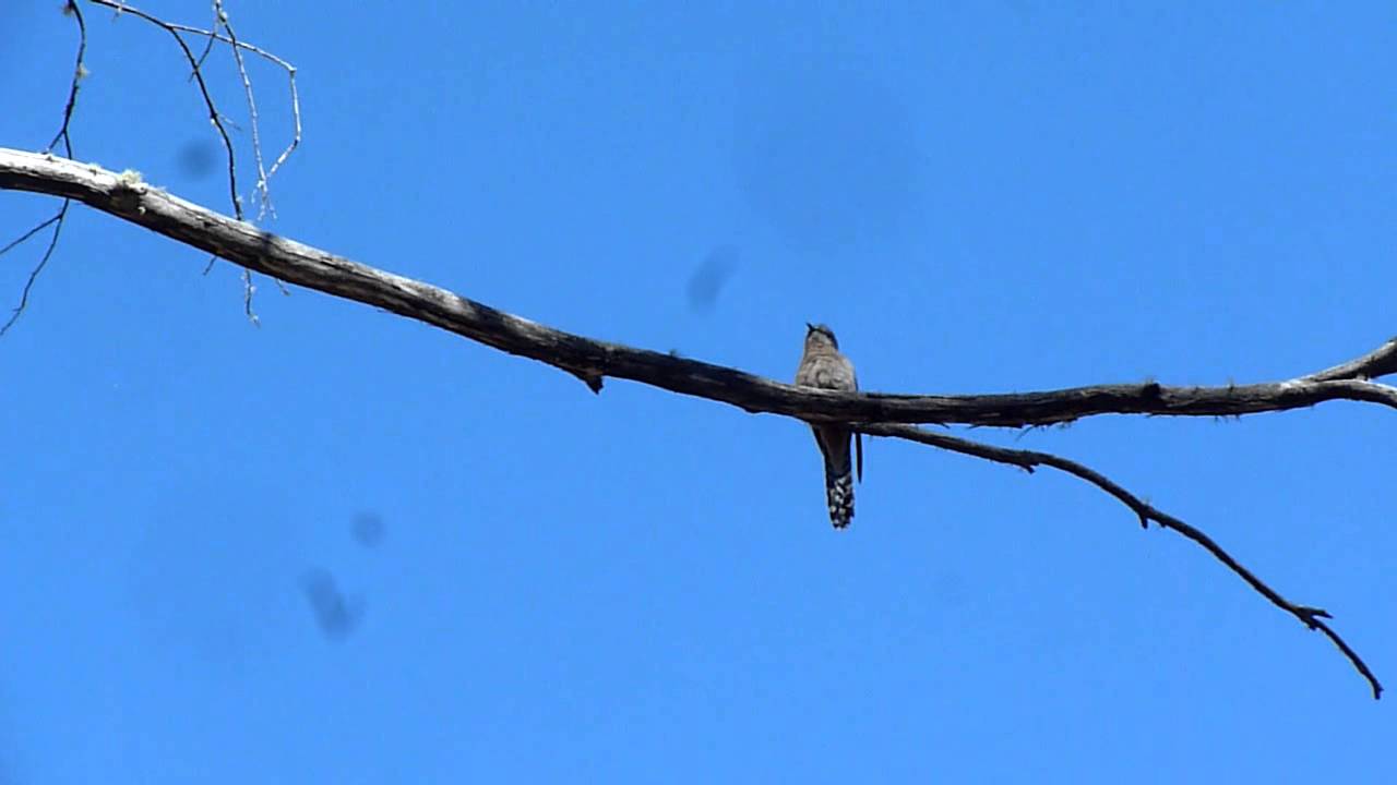 Brush cuckoo 