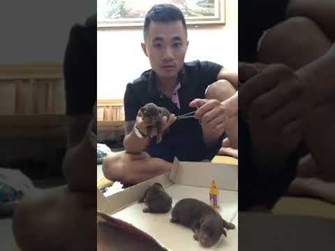 Video CÁCH CẮT ĐUÔI CHÓ chuẩn, đẹp, không chảy máu. - youtube