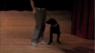 Canines in Combat and Competition: Michael Davis at TEDxOStateU