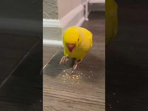 Beautiful Ringneck Talking Parrot