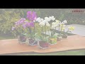 Colomi Orchideengranulat / Substrat für Orchideen