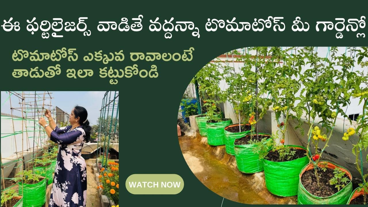 ఆకుముడత , కాల్షియమ్ డెఫిషియన్సీ రాకుండా లిక్విడ్స్ తయారీ విధానం 