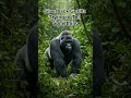 Silverback gorilla trying to tell something #shorts #silverbacks #nature