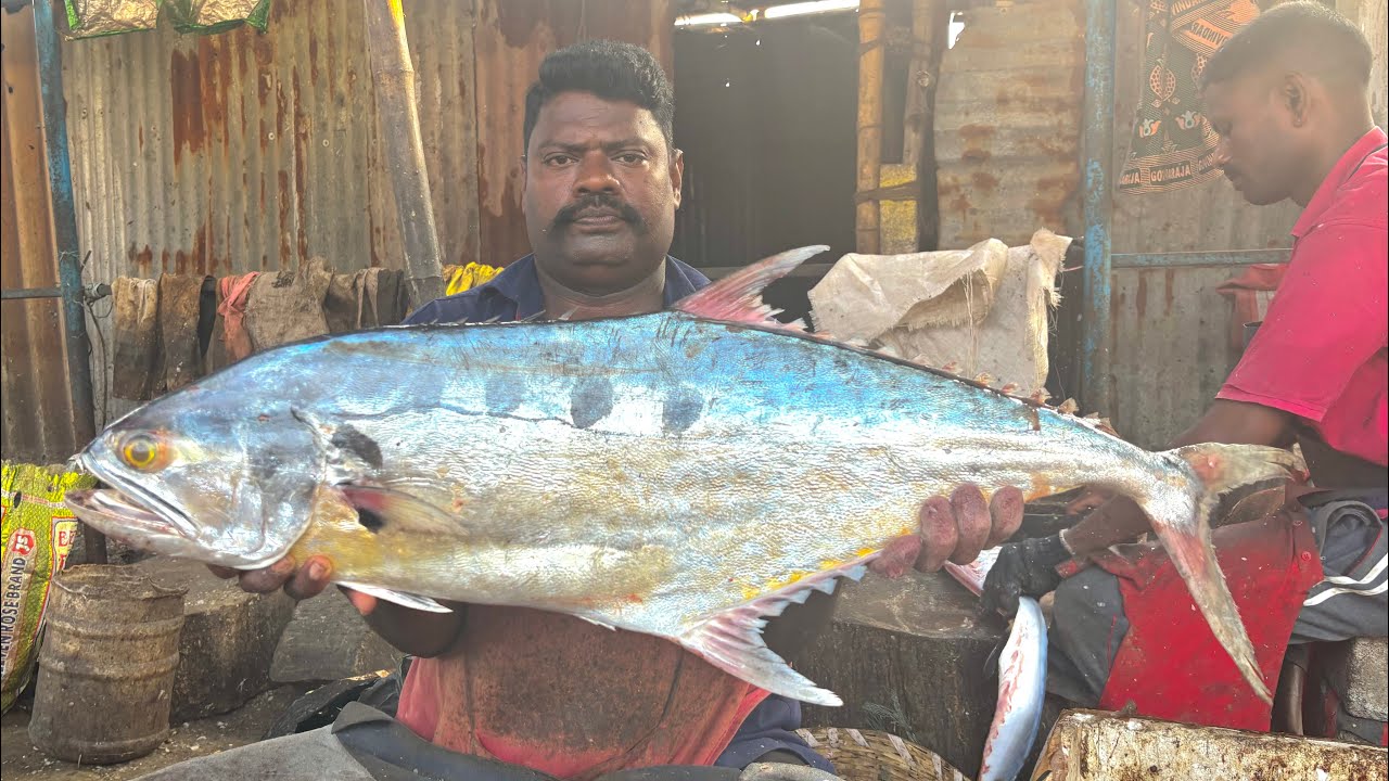 KASIMEDU SPEED SELVAM BIG SIZE QUEEN TREVALLY FISH CUTTING VIDEO | KASIMEDU FISH CUTTING 