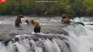 503 to the rescue. the sweetest video. 708 and cubs gang up on 719 9\/2