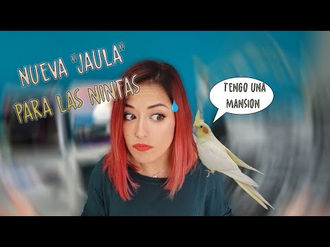NUEVA "JAULA" PARA LAS NINFAS - YouTube