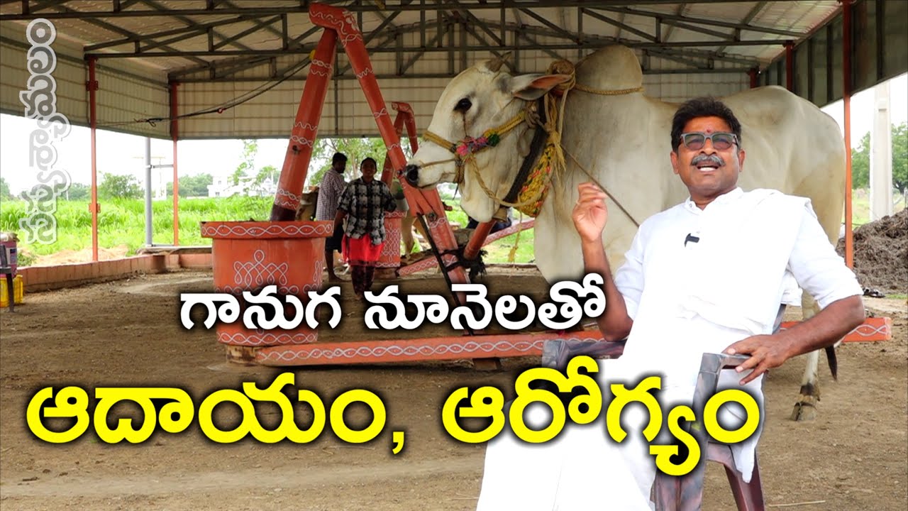 ఎద్దు గానుగ నూనెలకు వాడే చెక్క చేసే మేలు ఎంత..? | SASYASYAMALAM | #organic #agriculture