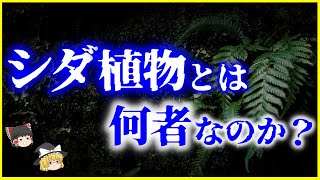 【ゆっくり解説】不思議な生態…「シダ植物」とは何者なのか？を解説/シダ植物と植物の進化史