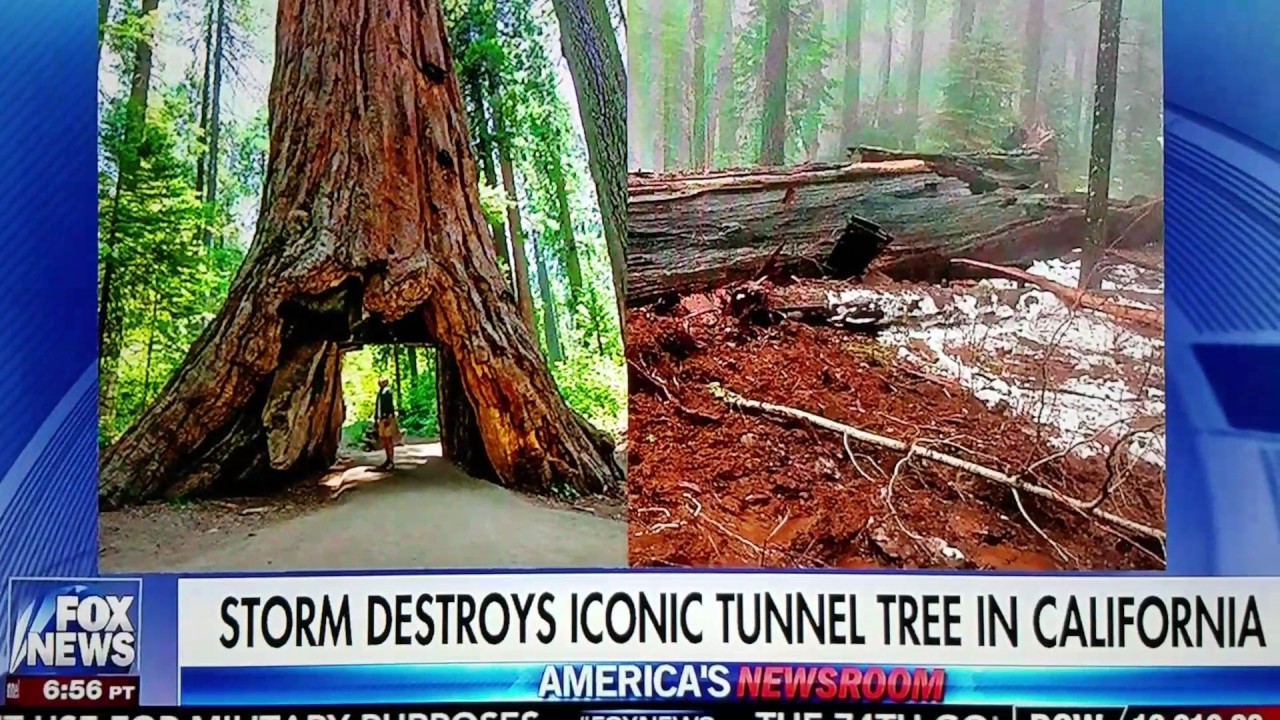 Historic Pioneer Cabin Tree Falling Down Tunnel In Historic Pioneer Cabin Tree Falling Down Tunnel In California Destroyed By The Storm Sad