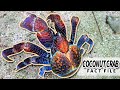 Coconut Crab facts: LARGEST Terrestrial Arthropods | Animal Fact Files