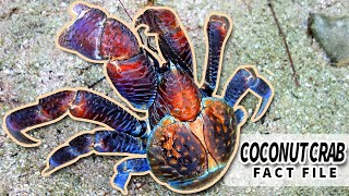 Coconut Crab facts: LARGEST Terrestrial Arthropods | Animal Fact Files