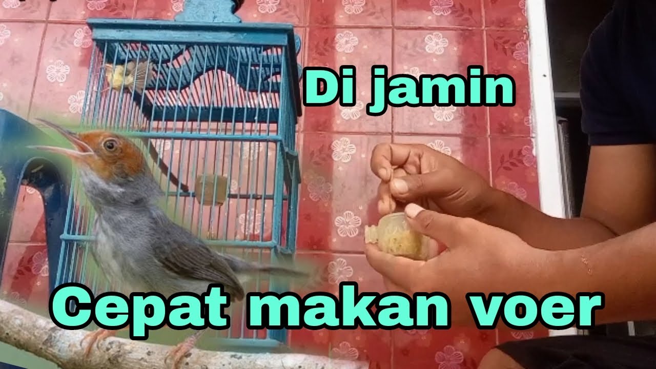 Cara cepat agar prenjak kepala merah cepat makan voer