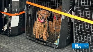 Rescued from south Georgia wildfires, 19 dogs arrive safely in Marietta for recovery