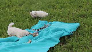 Bichon Frise Puppies For Sale