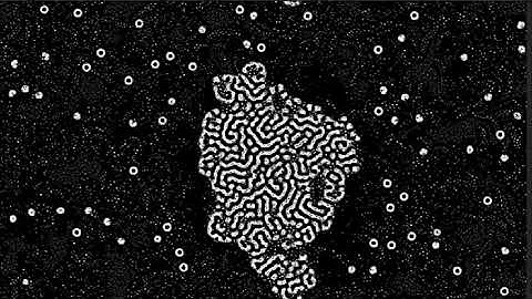 Multiple Neighborhood Cellular Automata Experiment #1