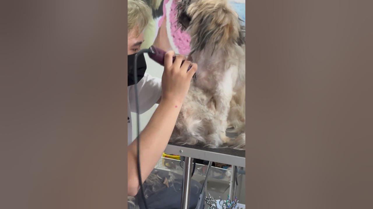 Java Grooming Time dog puppy petlove YouTube