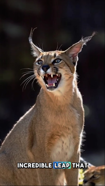 The Sharp-Eared Predator❗#shorts #animals #nature