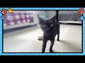 Get a Pet: Meet Saint