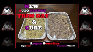 Seed to Harvest-Trim Day & End Results-Aeque Genetics-Poisonus Cherry-Gigawatt- AutoFlower Grow Pt 4