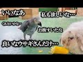 ウサギに餌を取られたインコの反撃がミステリアスすぎたw Parrot wanna eat zucchini