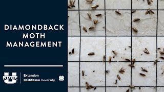 Diamondback Moth Management