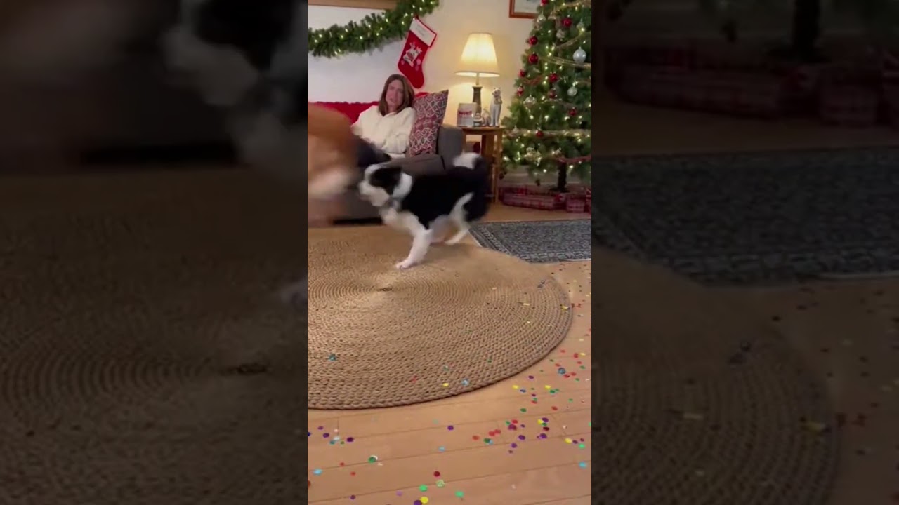 Happy Birthday! A Chihuahua Turned It Into a Horror Party Instead of Christmas 😂🐶💥 