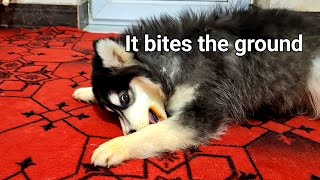 My husky bites the ground with all her heart! | My dog ​​is 4 months old