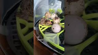 Our baby Quails hatched!!! We have 3 new babies on the farm 🚜 💖 #3 #quail #eggs #hatch #birds