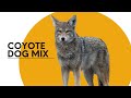 All about the coyote dog mix aka the coydog