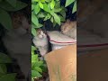 茶シロさんの眠りを今日も守るニャルソック隊員のみけちゃん。#猫動画ショート