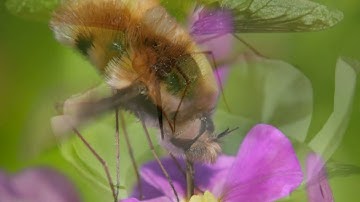 Bombylus Major