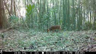 20230307 174126 IMG 0089 山羌