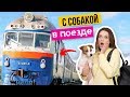 КАК ПЕРЕВОЗИТЬ СОБАКУ В ПОЕЗДЕ?🚆 | Документы, справки, билеты и дорожный набор для собаки