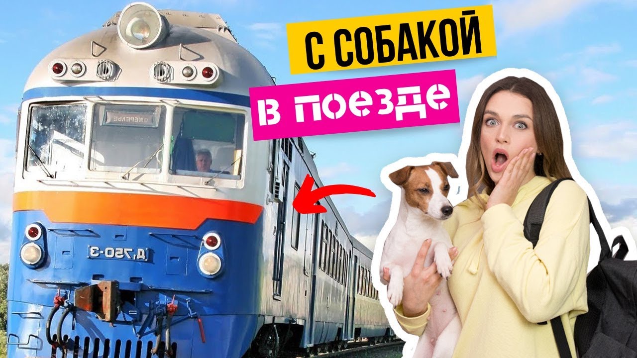 КАК ПЕРЕВОЗИТЬ СОБАКУ В ПОЕЗДЕ?🚆 | Документы, справки, билеты и дорожный набор для собаки