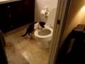 Kissa vetää vessan