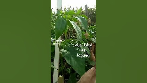 cabai rawit tumpang sari dengan tanaman jagung