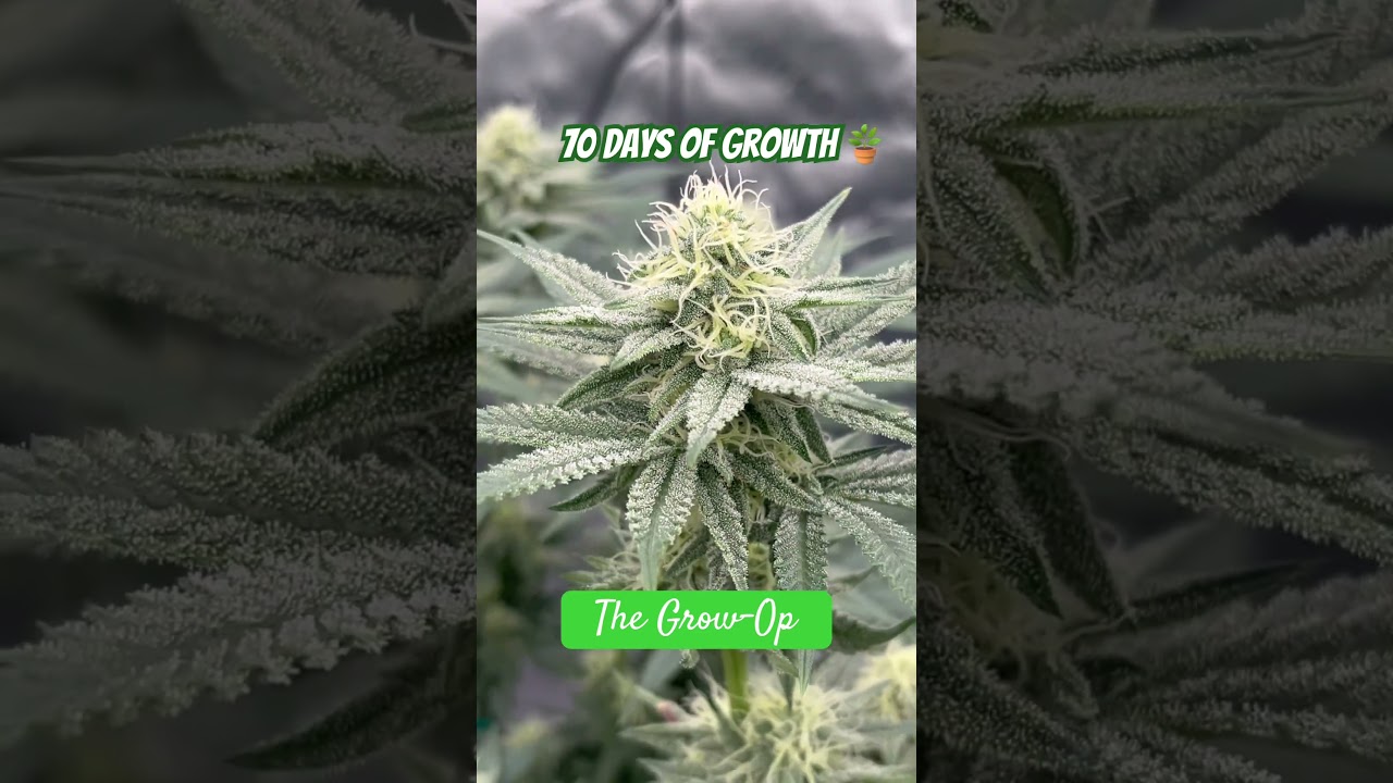 70 days from sprout, day 25 in flower 