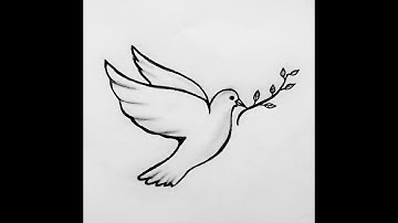 How to draw a dove practically  /  Drawing a dove holding an olive branch