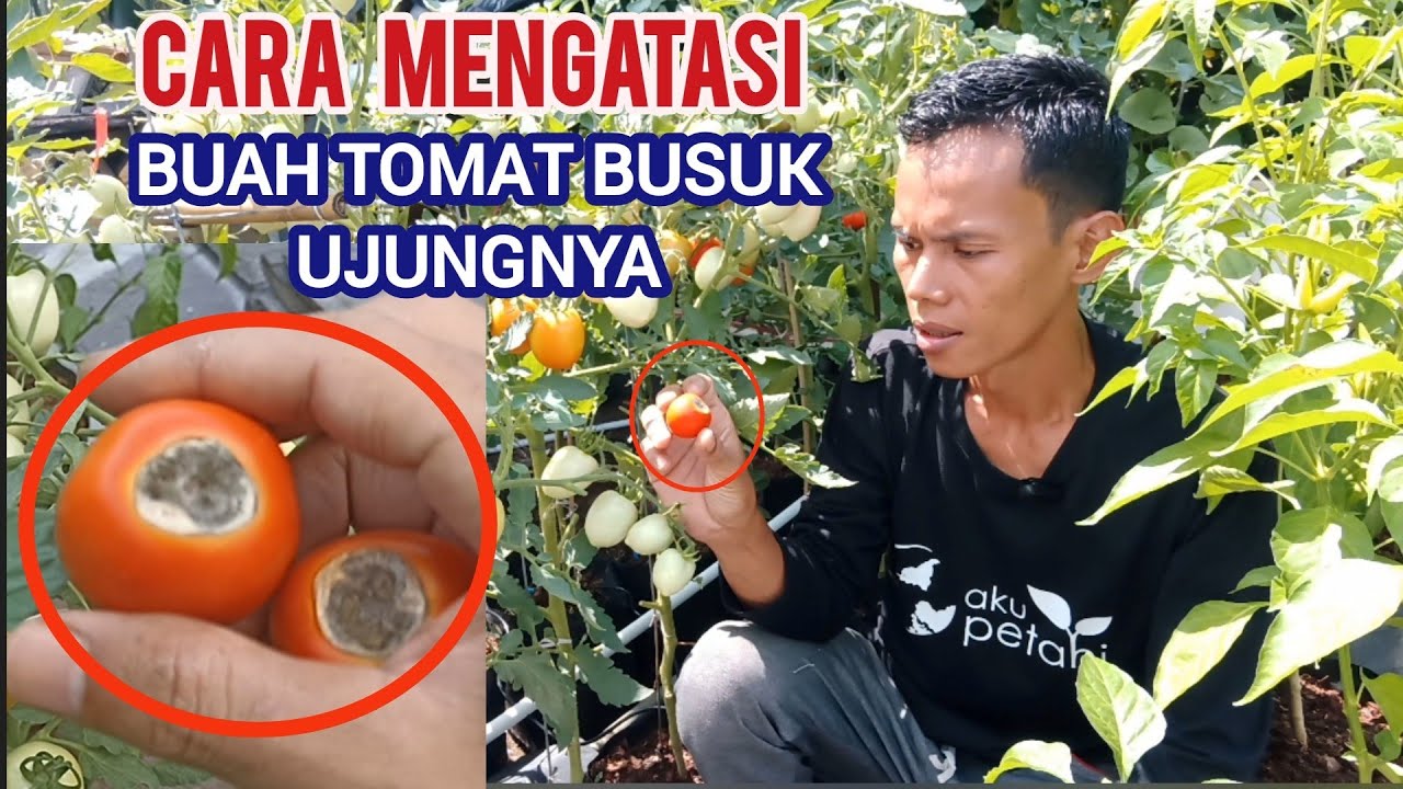 cara mudah mengatasi dan mencegah. buah tomat menghitam.busuk pantat.#tomat #garden