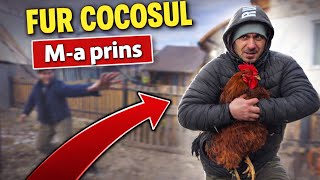 Costica a furat Cocosul lui Cornel și Tiberiu Rățoiul !