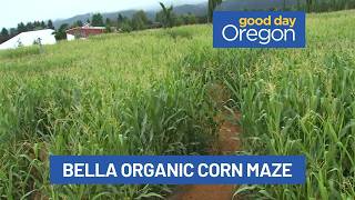 Bella Organic corn maze: ‘5 Kind Acts’