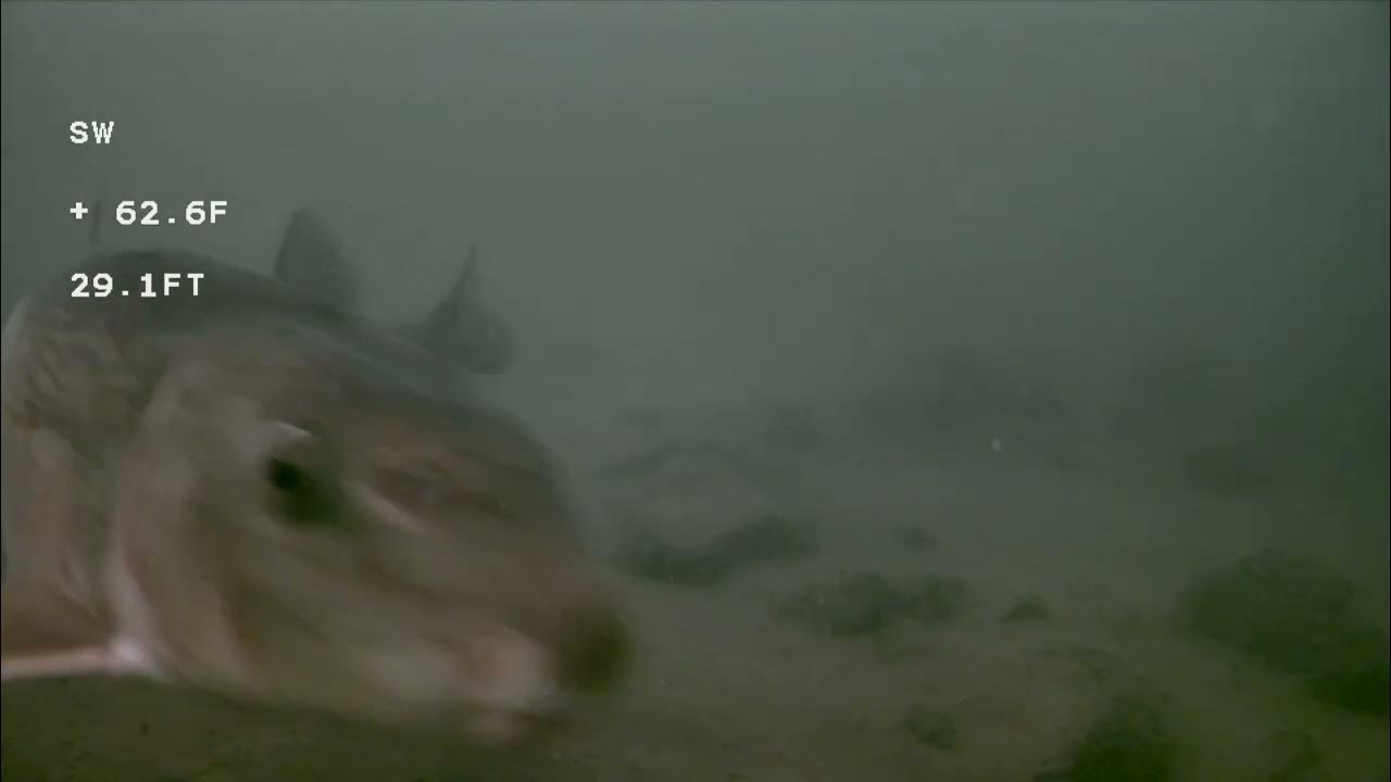 Lake Mendota Rock 0436 End of rock area and start of drop off 06