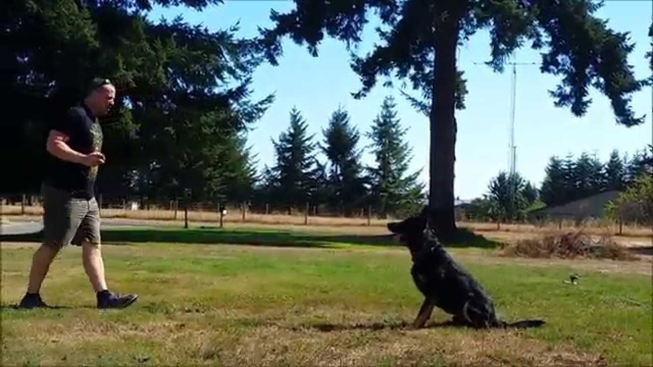 Indy IPO Obedience Training Session