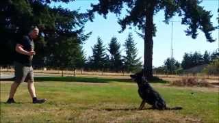 Indy IPO Obedience Training Session