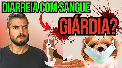 O que pode ser Quando o cachorro está vomitando e com diarreia com sangue?