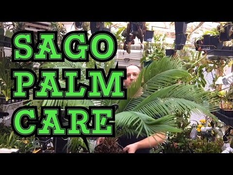 Video: Sago Care In Winter - Tips för vinterklarering av Sago Palms