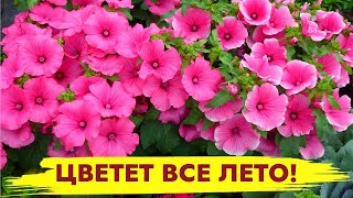 ПОСЕЙТЕ ЭТОТ ЦВЕТОК СРАЗУ В ГРУНТ и ЛЮБУЙТЕСЬ ЦВЕТЕНИЕМ ВСЕ ЛЕТО  в САДУ! Цветы без рассады