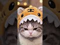 Adorable Cat in Tiger and Shark Hats